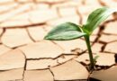 Resiliencia: fundamental para lograr sistemas alimentarios y agrícolas sostenibles